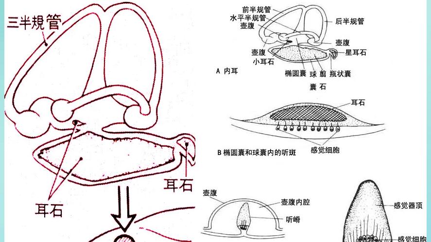按摩|鱼类的听觉, 对钓鱼事半功倍, 通过声音诱鱼进窝, 能比别人更早中鱼
