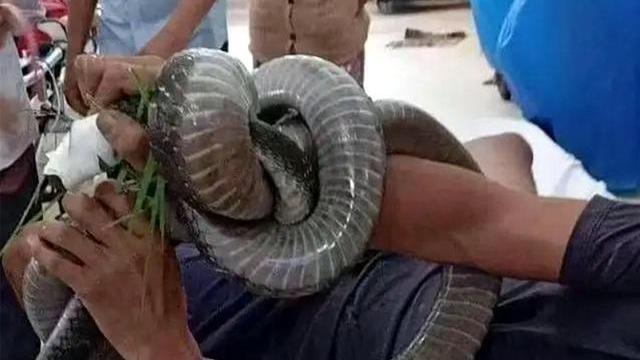 医院|钓鱼人的心理阴影！一条鱼没钓到提着大蛇往医院跑，网友：不科学