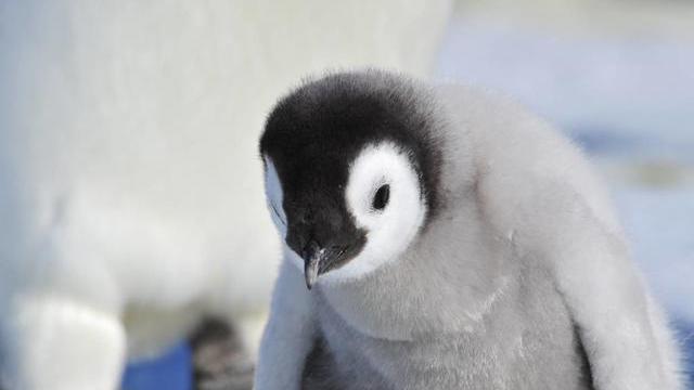 企鹅抱团取暖时，最外层的企鹅会被冻死吗？最中间的企鹅会被热趴？