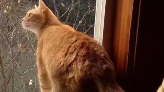 上海一小区内20多只猫离奇死亡： 监控拍到了这一幕