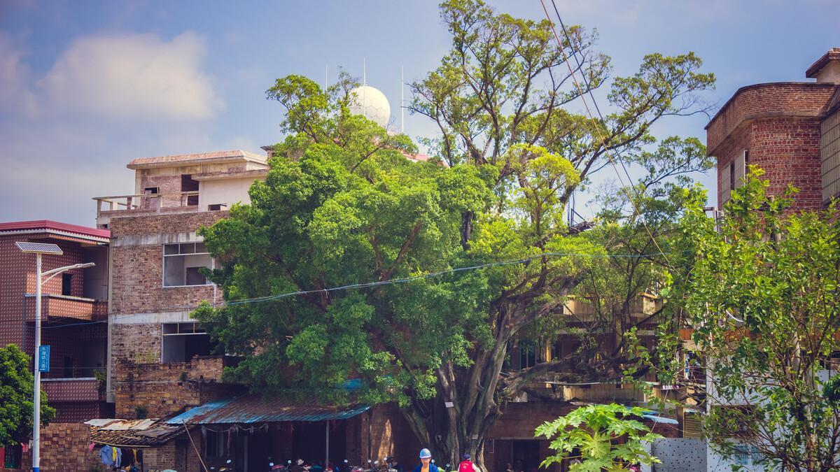 弟弟生的女儿，母亲要求把大哥的一个儿子过继给弟弟，弟媳翻脸了