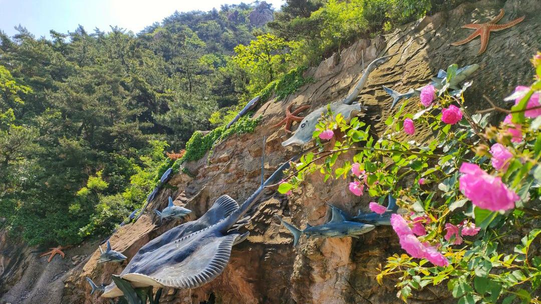 大连|大连海之韵海底大峡谷，邂逅蔷薇花