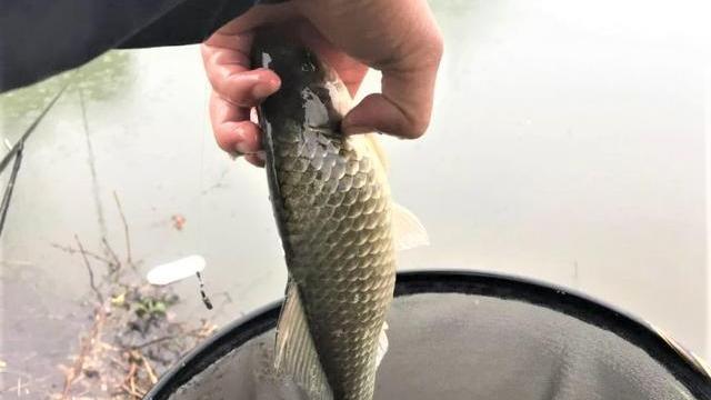 |夏季用蚯蚓钓不到鱼？这3种场景，这3种钓法，蚯蚓钓鱼鲫鱼连竿上