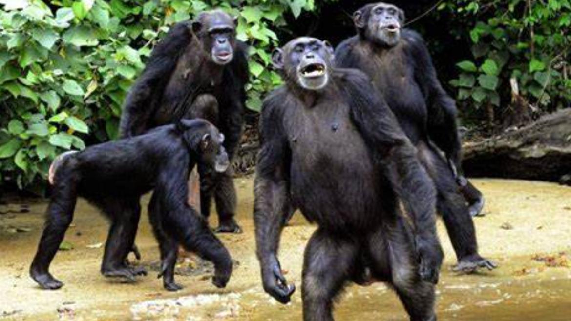 现实版“猩球崛起”：一座完全由黑猩猩们占领的岛屿