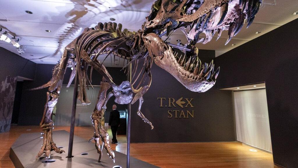 7700万年恐龙骨架被拍卖，成首例私人恐龙化石藏品，科学家心痛将无缘再见