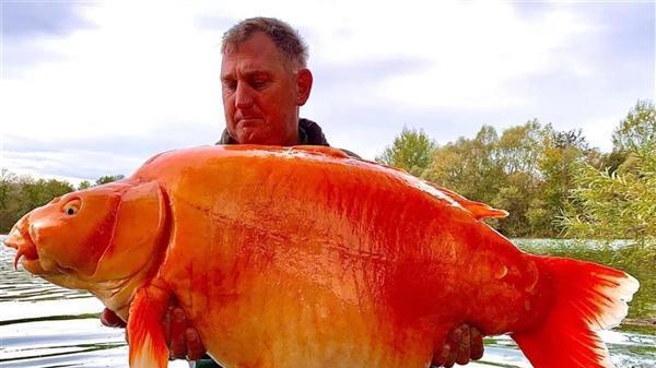 世界最大！英国男子钓到71斤金鱼，但并非一条“正常”的，为何？