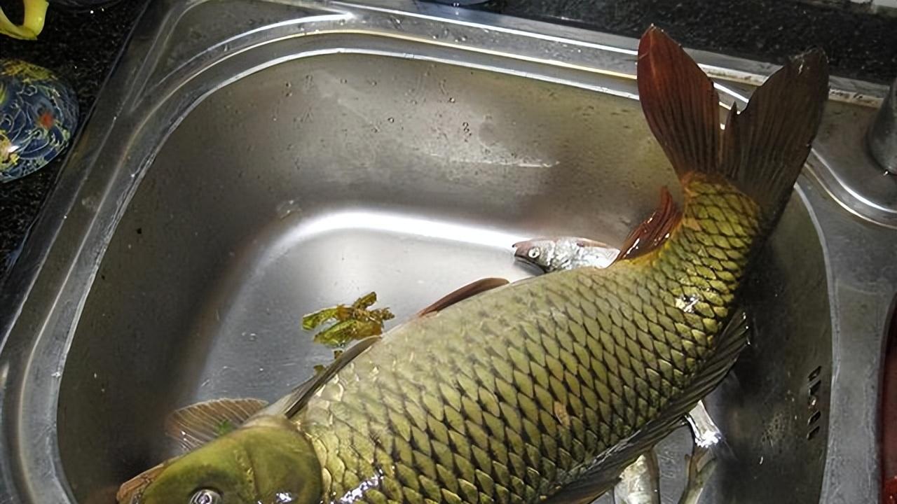 |结了婚的男人，想钓个鱼真难！盘点男人为了钓鱼，经常对媳妇撒谎