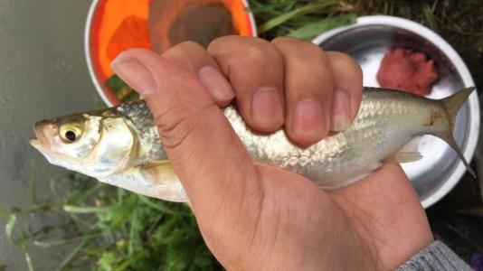 饵料|钓白条说难不难，想钓好却不容易，您最多钓过多少白条？