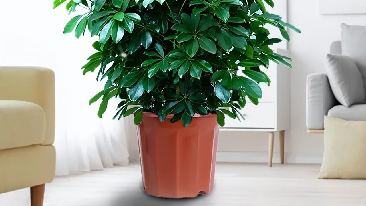 净化空气的4种花，养在客厅卧室很“高档”，关键是寓意还很好