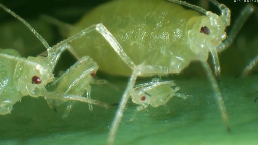 繁殖速度最快的昆虫，仅需要七天就可以性成熟—蚜虫