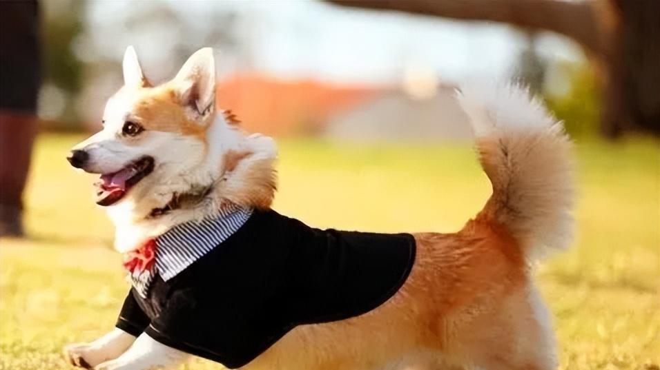 北漂女孩顾萌的两只柯基犬绊倒了晨练的徐女士，造成她终生高位截瘫，徐女士索赔260万元。