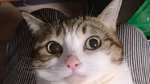 逆水寒|被她们骗惨了！第一男装大佬熊祁晒肌肉衣，迷人身材原来这么来的