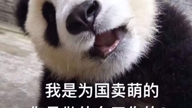 熊猫繁殖能力这么差，为什么不让它自然灭绝，还要给它人工授精？