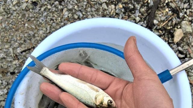 鲢鳙|夏天用手竿钓鲢鳙有什么技巧？野钓又怎样防止小鲢鳙闹窝？