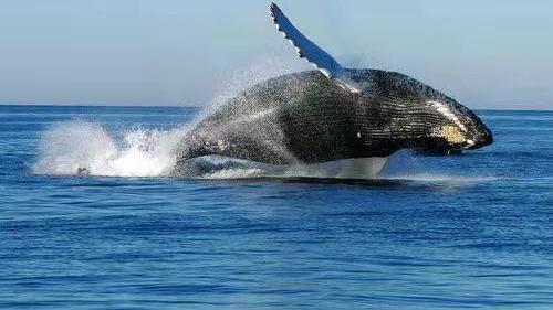衰老的抹香鲸，为什么会被海水活活淹死？科学家揭开一个残酷的真相