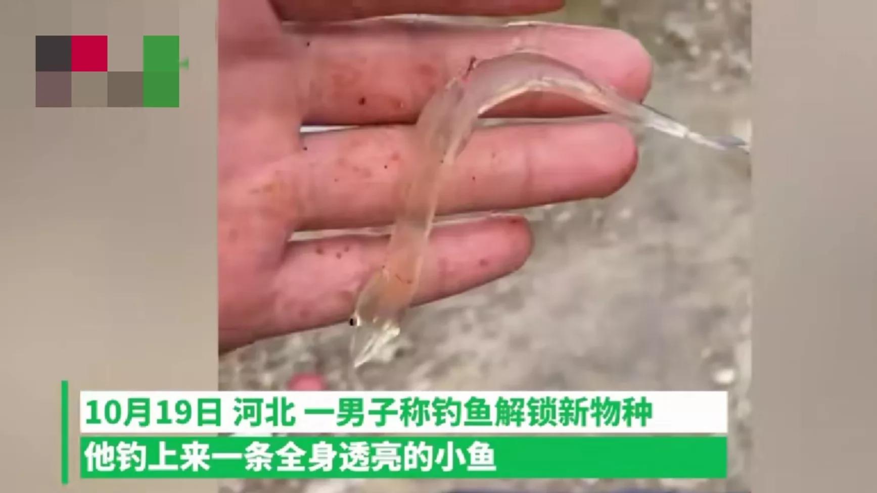 河北|近日，河北一男子钓鱼时，钓上来一条从未见过的小鱼