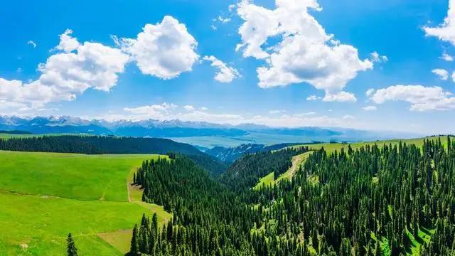 原始森林|去新疆玩有2个地方不容错过：赛里木湖和喀纳斯湖