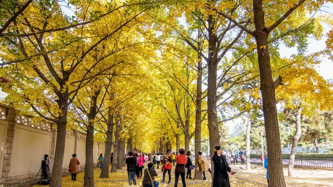 北京市|北京银杏大道，绵延数百米，一到深秋就变成“黄金海洋”