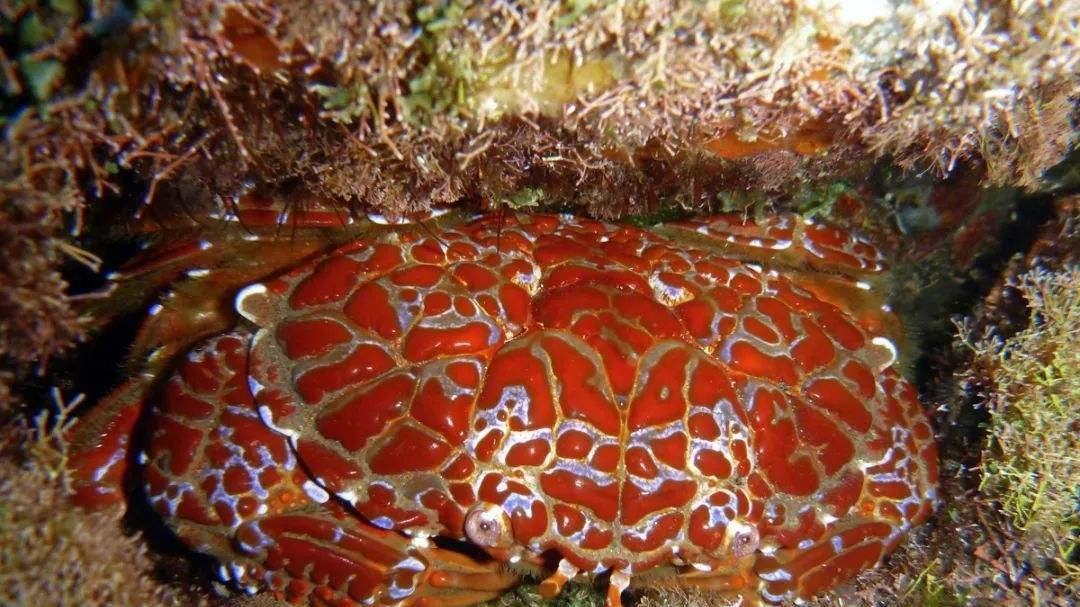 ?海洋里的毒物：一只螃蟹能毒死45000只老鼠，杀死四五百人！