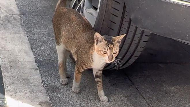 小姐姐发现流浪猫睡车底下，为叫醒使出“杀手锏”：看你醒不醒？