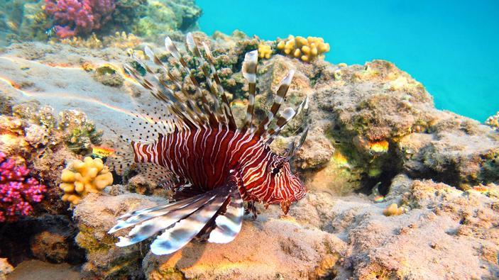 地球生物的演变史，你是否了解过！