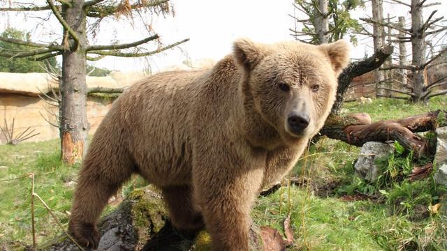 棕熊疯狂闯入人类村庄：以前教幼崽野外猎食，现在带它们翻起垃圾堆
