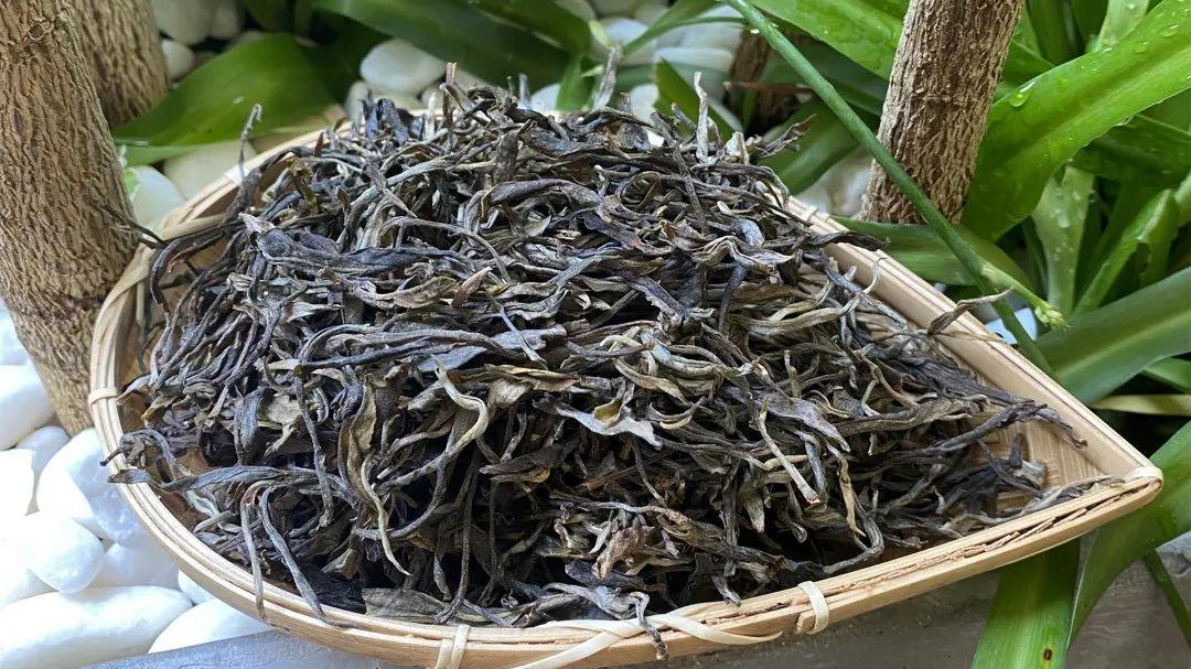 勐海|【老徐谈茶】第285期：老徐带你了解名山名寨茶系列之拔玛老寨古树茶