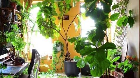 发现一户人家，家里摆了1000多盆花，那叫一个高级，拍给大家看