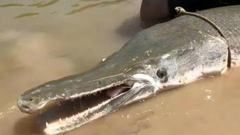 |为了抓一条雀鳝，用差不多一个月时间抽干30万立方米的湖水，网友：保护生态而抽干水？