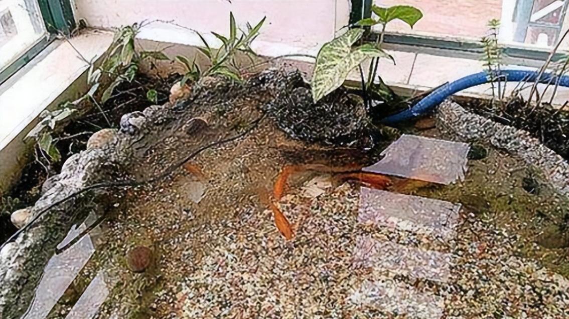 把自家阳台做成鱼池，晒到业主群，楼下马上就找上门来吵架！