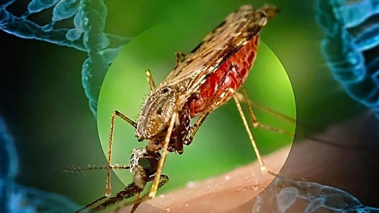 如果向自然界投放大量转基因蚊子，以蚊制蚊，能否遏制蚊子侵扰？