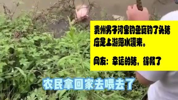 |得救了？贵州安顺一头猪落水后被钓鱼人“钓起”，网友：幸运的猪
