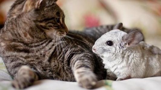 为什么猫对老鼠有恐惧，但是对人类的老鼠却没有？