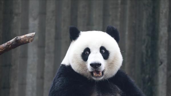 大熊猫为什么是黑白色的？中外科学家研究清楚了
