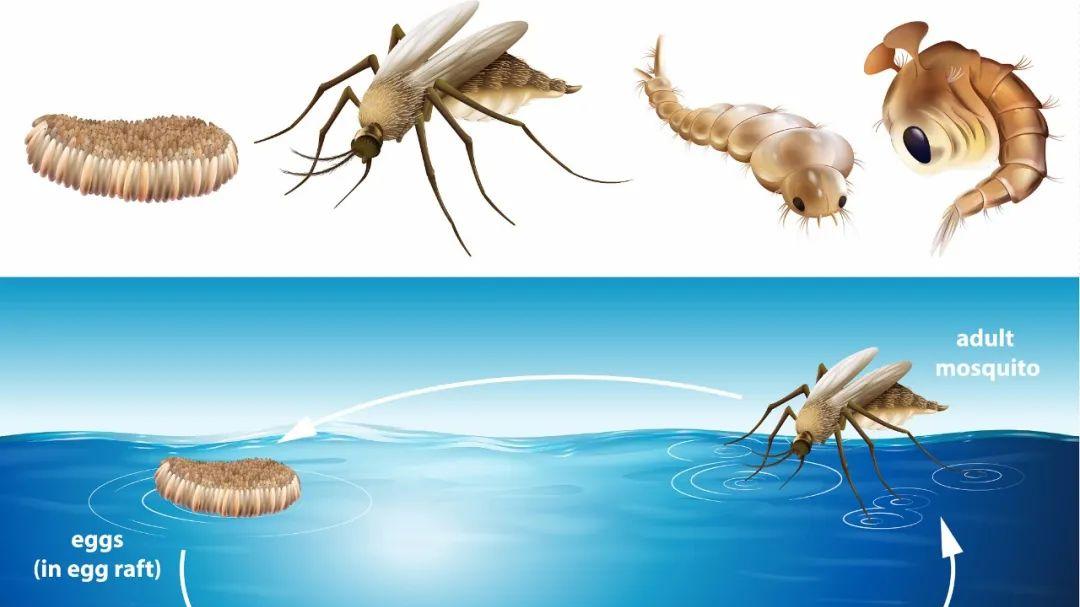 人类能全面消灭蚊子吗？你是赞成还是反对你？