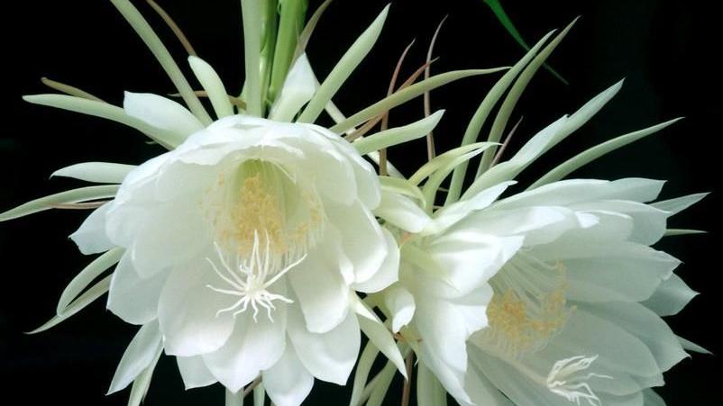 什么是“五常”？