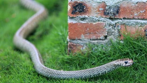 农村里蛇越来越多，种什么植物可以防止夏天蛇进院子？