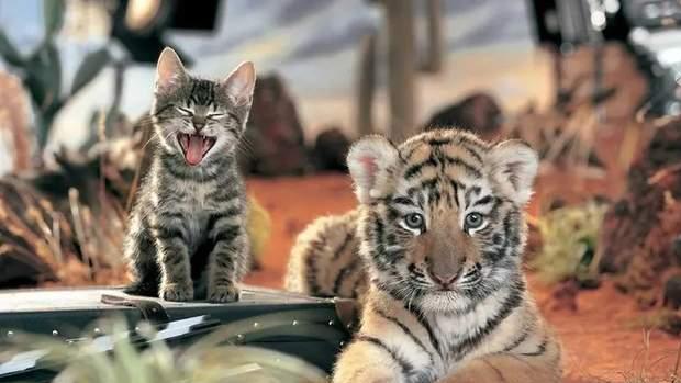 老虎不吃猫真的是因为老虎不会爬树吗？为什么？