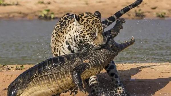 美洲豹能吃鳄鱼，换成猎豹还能捕杀鳄鱼吗？为什么？