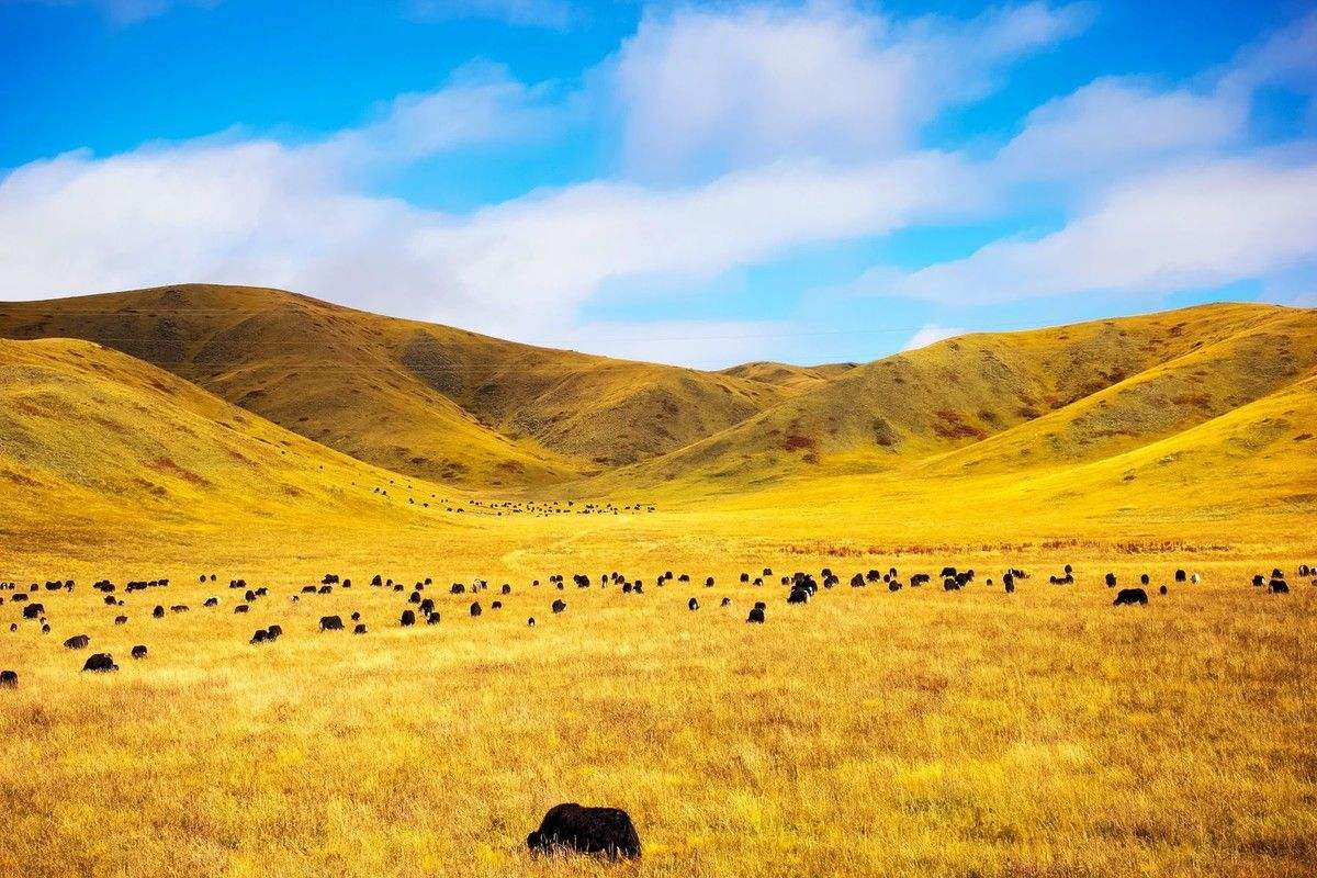 红原|红原的秋天，如诗如画般的迷人景色