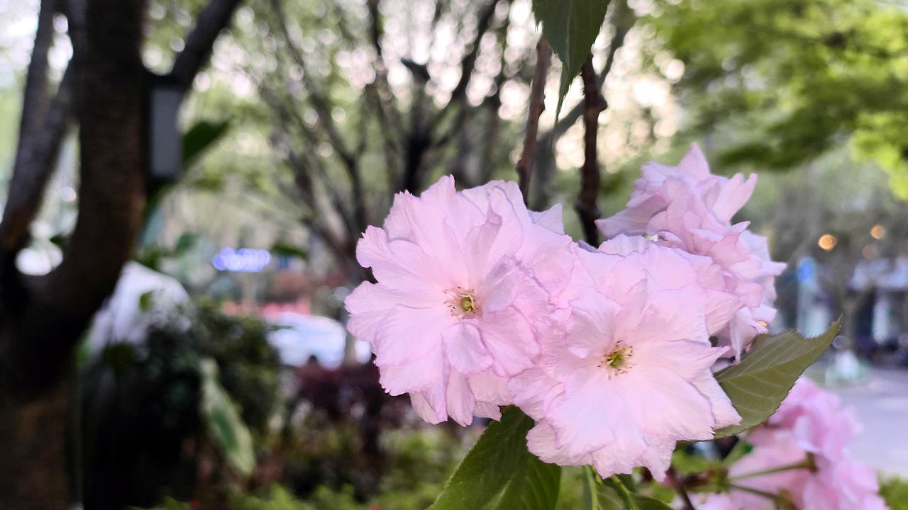 oppo reno7|抓住最美的春色，OPPO Reno7 Pro樱花随拍