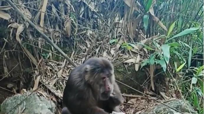 昭通|2022年9月，云南昭通盐津县突然出现了一只大青猴
