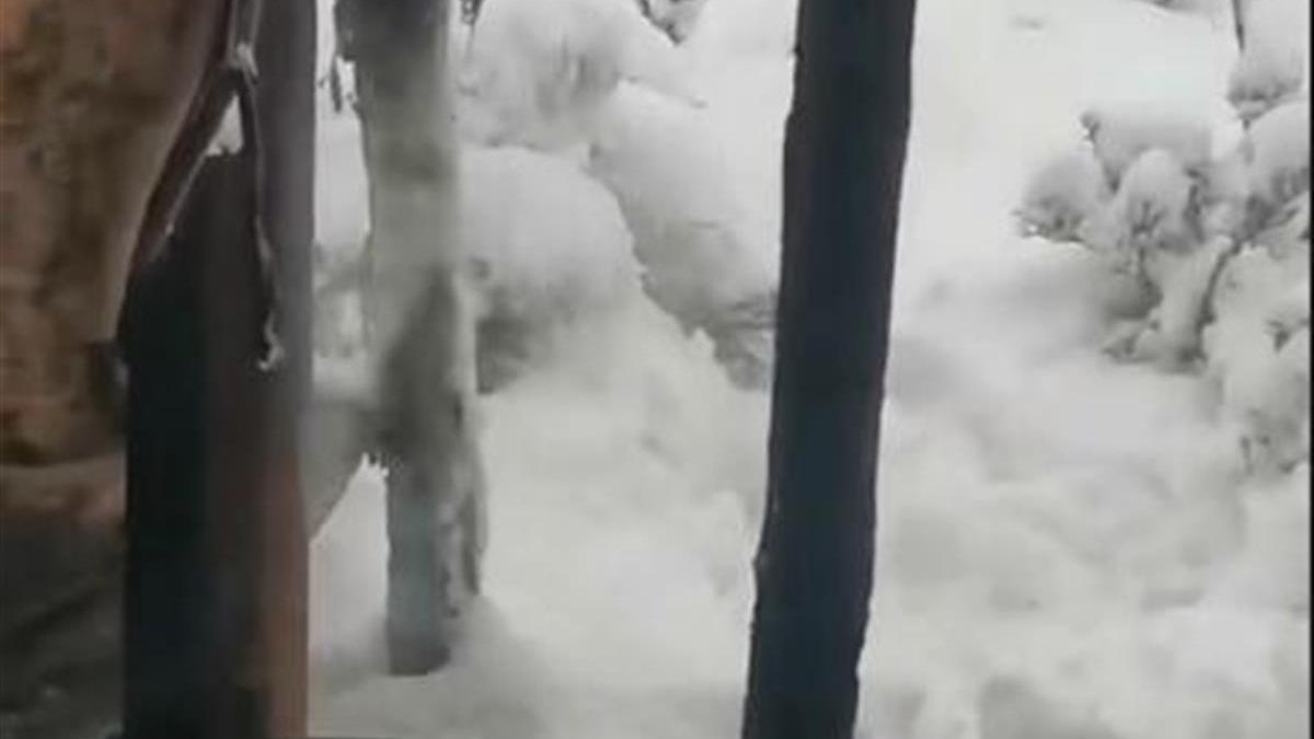 荷花|甘肃肃南七月飞雪，有牧民的帐篷被压塌
