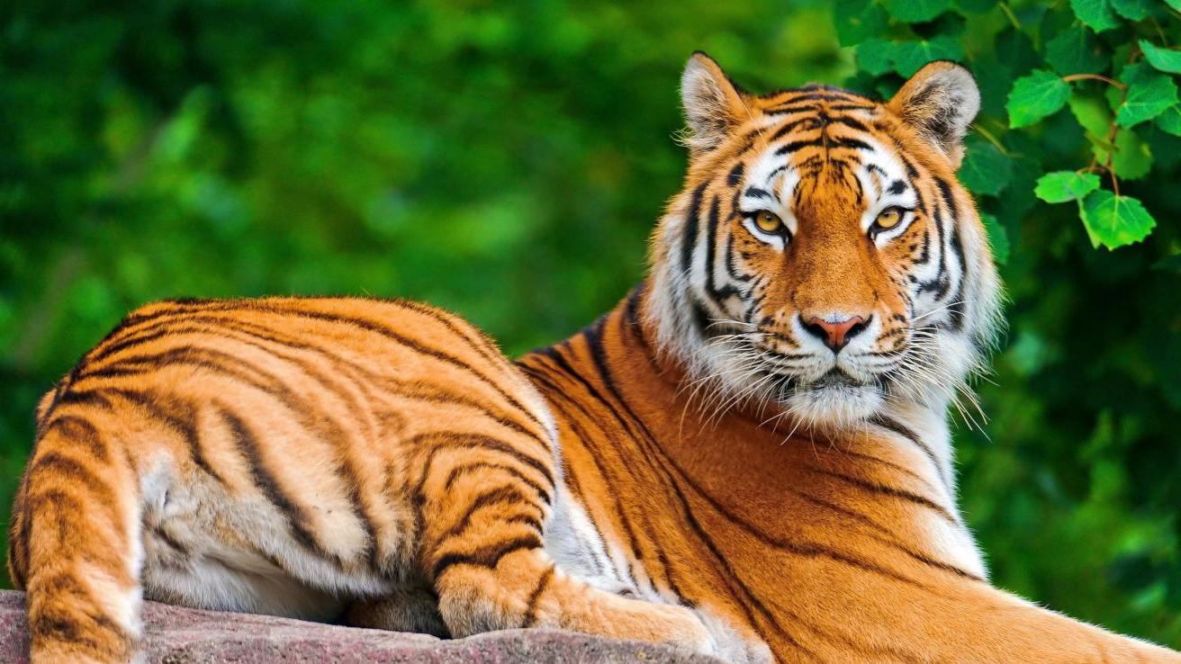 安生|职场中，能力不足的人，只要做到这三点，领导都不得安生