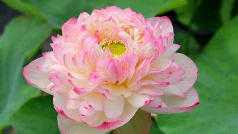 |简析壬申日柱运程