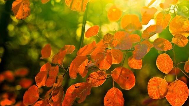 立秋后，宜养肺，多吃这“6白”，清润去燥身体好！