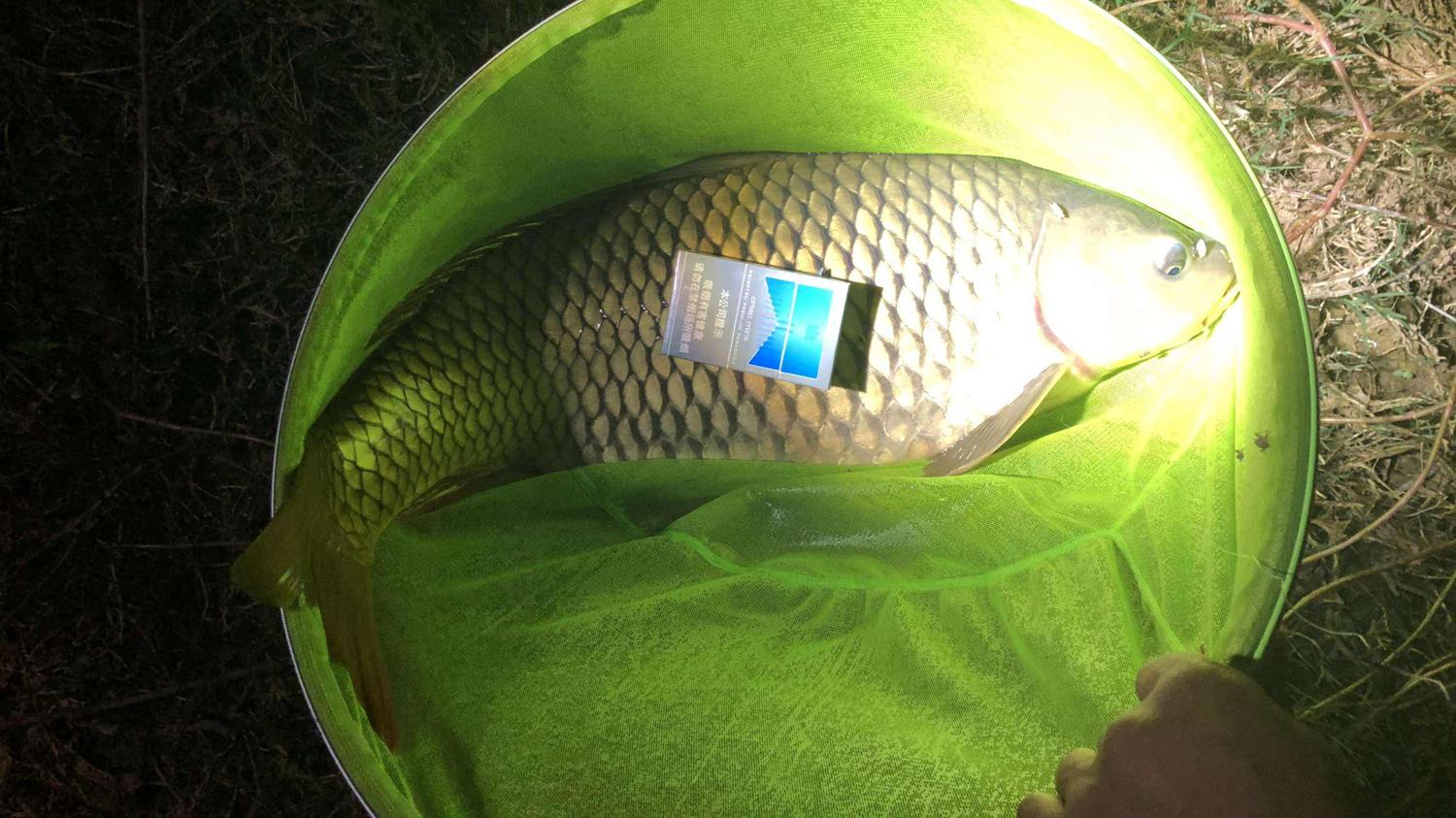 |夏季夜钓怎样才能钓到鱼？夏季夜钓的好处和垂钓要点