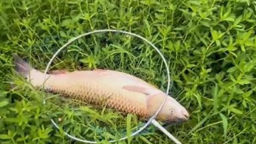 |男子野钓中10斤的大鱼，爆竿后还把自己拉下水，网友：虚荣心作祟