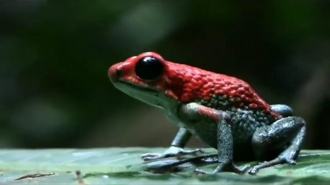 盘点地球上最危险的五种生物，最后一种遇上他你跑也跑不掉