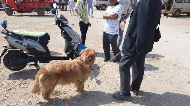 金毛800元卖不出去，老人哽咽，不想把爱犬卖给肉狗商贩！